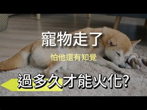 狗狗死亡|【寵物離世】別慌！瞭解4大禁忌/處理方式/火化費用 與牠體面告別